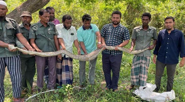 শরণখোলায় লোকালয়ে মিললো ১২ ফুট লম্বা অজগর